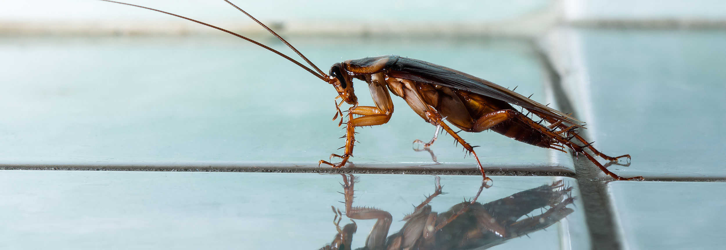 roaches Archives - Minneapolis Pest Control - Laughlin's