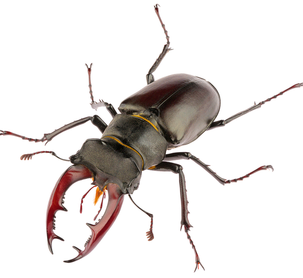titan beetle bite