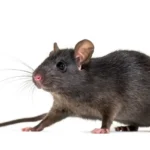 A dark gray rat on a flat white background. Rodent control is important for reducing rat numbers.