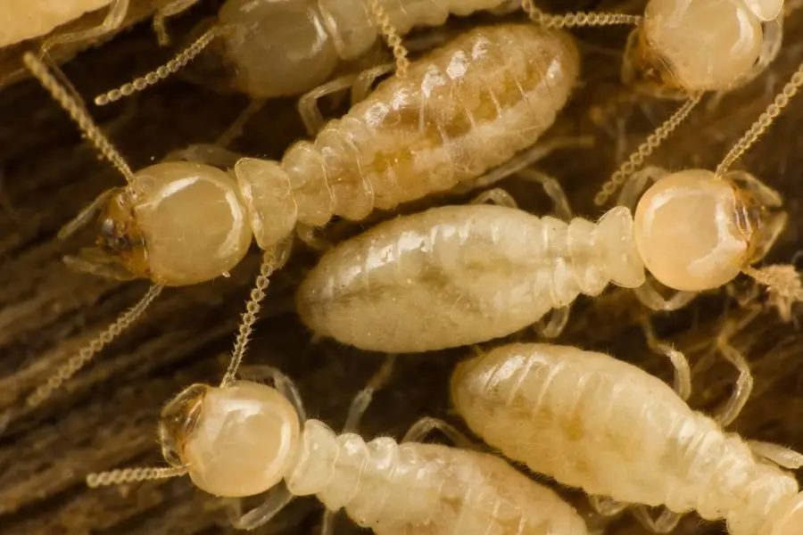 Termite lifecycle in Kalamazoo |  Griffin Pest Solutions