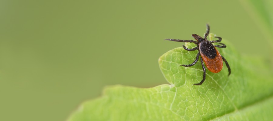 How Climate Change Is Affecting Pests In Michigan