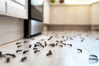 Group of ants in a kitchen crawling on the floor