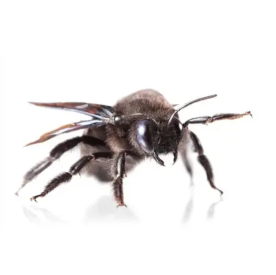 Carpenter Bee | Griffin Pest Solutions serving Kalamazoo, MI