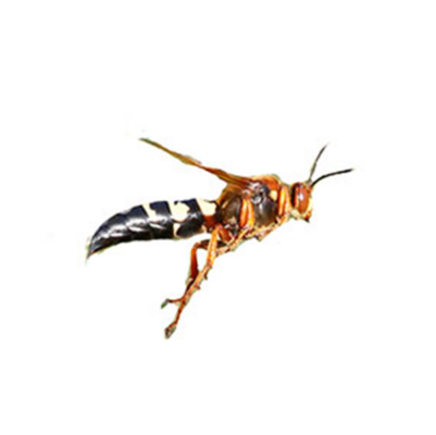 Cicada Killer Wasp | Griffin Pest Solutions serving Kalamazoo, MI