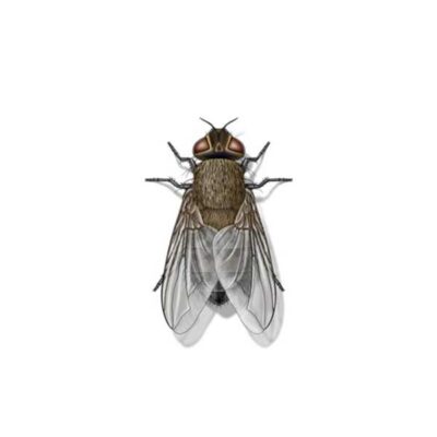 Cluster Fly | Griffin Pest Solutions serving Kalamazoo, MI