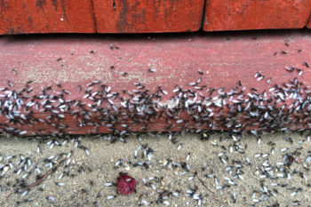 Yard ant breeders near entrance to house in livonia michigan, ready to establish colony in house, the main danger of flying ants