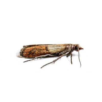 Indian Meal Moth | Griffin Pest Solutions serving Kalamazoo, MI