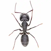 Carpenter Ant | Griffin Pest Solutions serving Kalamazoo, MI