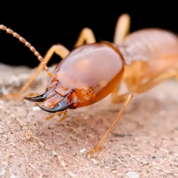 Termite Identification in Kalamazoo |  Griffin Pest Solutions