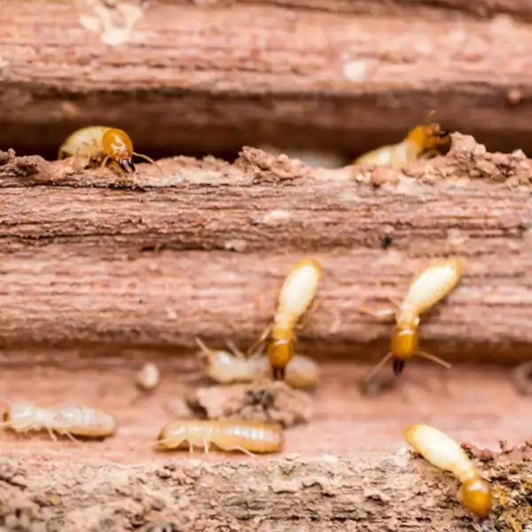 Termite Treatment in Kalamazoo |  Griffin Pest Solutions