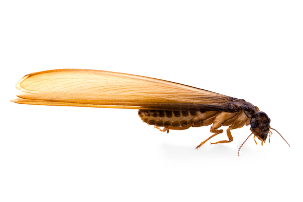 Termites With Wings Identifications