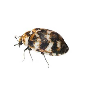 User PSA for common ID request: These are carpet beetles, and when to be  concerned : r/whatisthisbug