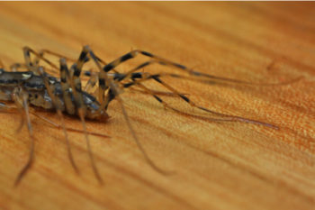 House centipede running across hardwood floor in someone's home