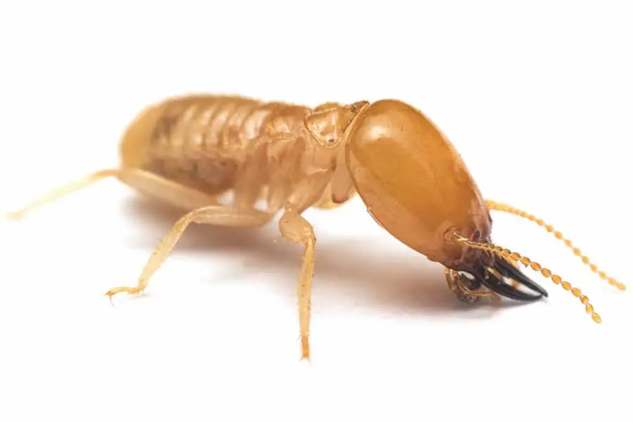 Closeup of a termite with a white background