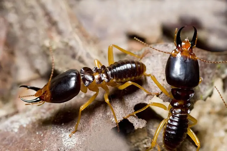 What termites are in Kalamazoo |  Griffin Pest Solutions